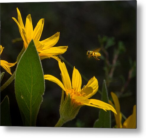 Wildflowers Metal Print featuring the photograph Mules Ear and Honey Bee by Janis Knight