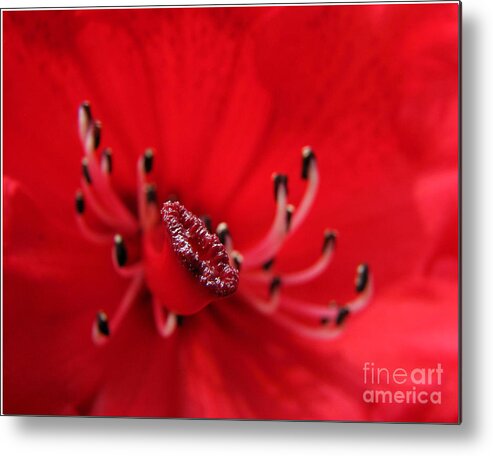 Floral Metal Print featuring the photograph Mutant Macro by Chris Anderson