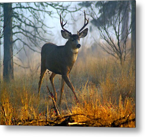 Photo Art Metal Print featuring the photograph My Nextdoor Neighbor by Ben Upham III