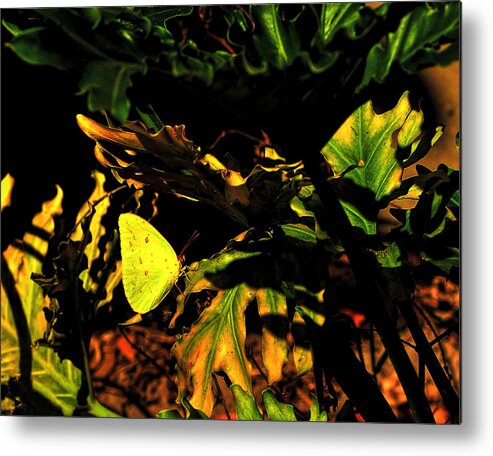 Butterfly Metal Print featuring the photograph Nature's colors by Pete Rems