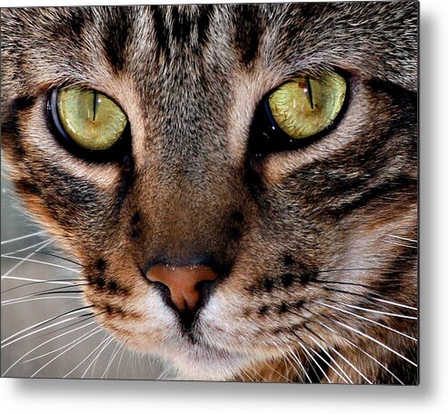  Cat Metal Print featuring the photograph I See You by Jennifer Muller