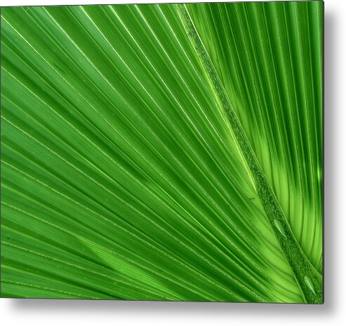 Palm Metal Print featuring the photograph Neon Palm Reader by Sean Allen