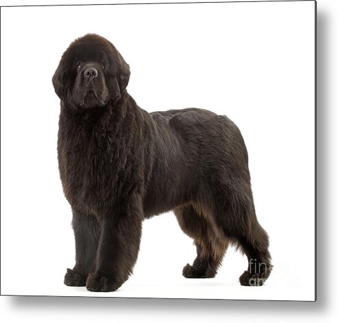 Dog Metal Print featuring the photograph Newfoundland Puppy Dog by Jean-Michel Labat