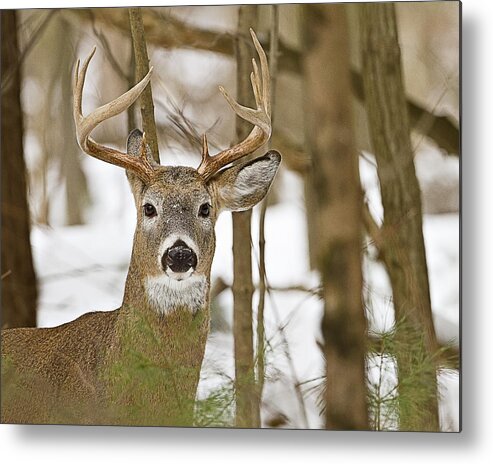 White Tailed Deer Metal Print featuring the photograph Nine Point White Tailed Buck by John Vose