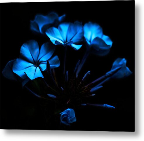 Blue Metal Print featuring the photograph Nocturnal Blue by Camille Lopez