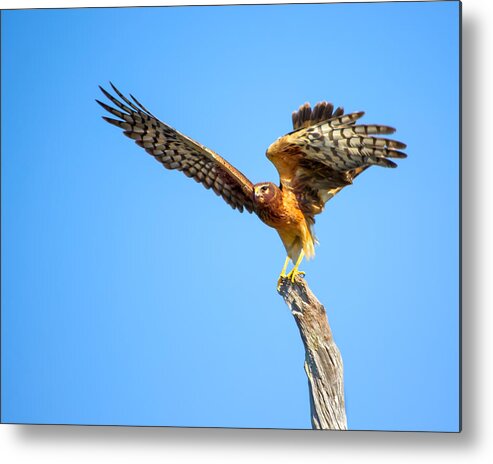 Northern Harrier Metal Print featuring the photograph Northern Harrier Flight by Mark Andrew Thomas