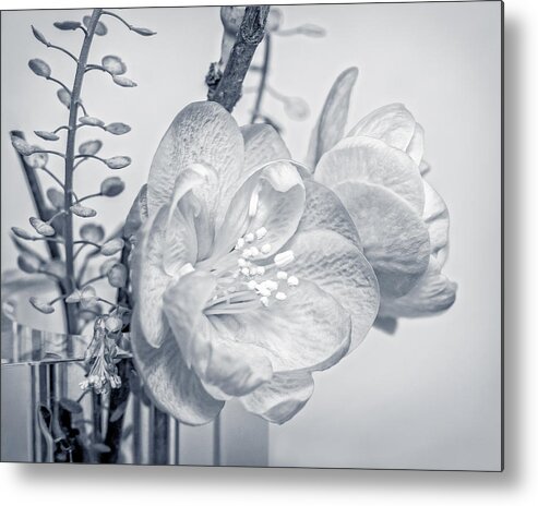 Macro Metal Print featuring the photograph Not Quite Black and White by Len Romanick