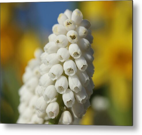 Grape Hyacinth Metal Print featuring the photograph O Glorious Me by Connie Handscomb