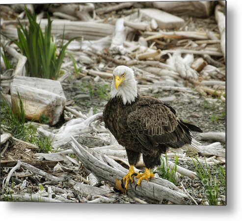 Birds Metal Print featuring the photograph Oh Really by Claudia Kuhn