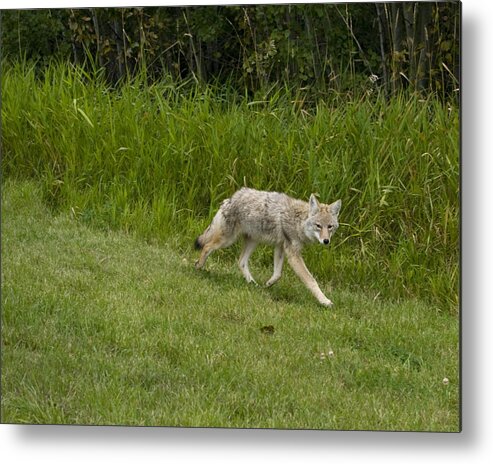 Coyote Metal Print featuring the photograph On Its Own by Rhonda McDougall