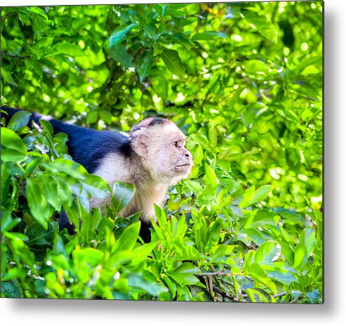 Capuchin Monkey Metal Print featuring the photograph One Determined Monkey - Costa Rica Wildlife by Mark Tisdale