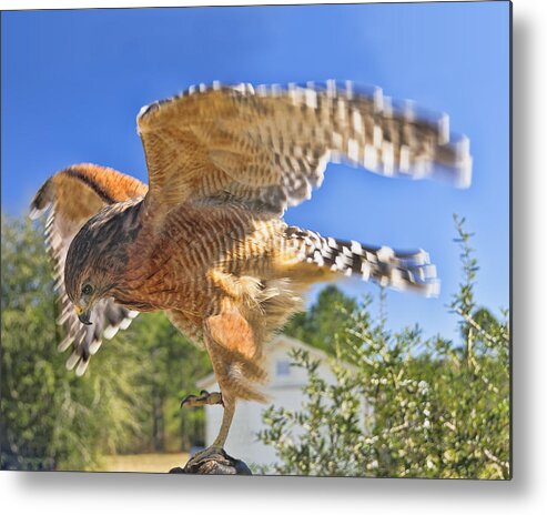 Hawk Metal Print featuring the photograph One point landing by Betty Eich