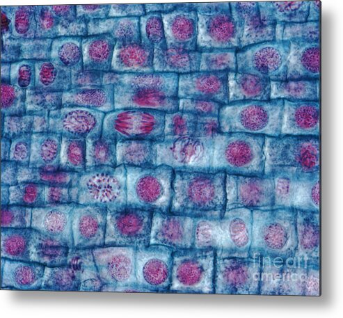 Amaryllidaceae Metal Print featuring the photograph Onion Root Mitosis by Eye of Science
