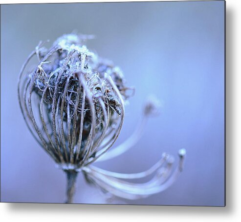 Wildflower Metal Print featuring the photograph Open the Gate by Michelle Ayn Potter
