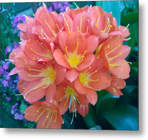 Orange Metal Print featuring the photograph Orange Bouquet by Claudia Goodell