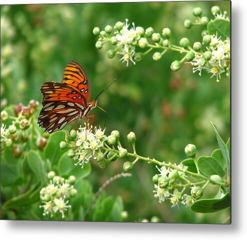 Butterfly Metal Print featuring the photograph Orange Butterfly by Marcia Socolik