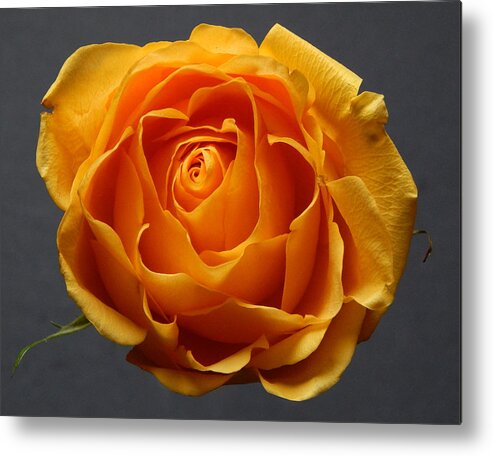 Flowers Metal Print featuring the photograph Orange Rose Still Life Flower Art Poster by Lily Malor