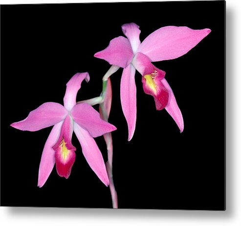Flower Metal Print featuring the photograph Orchid 1 by Andy Shomock