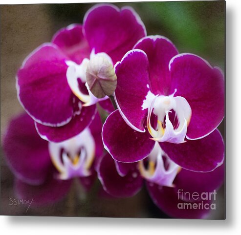 Flowers Metal Print featuring the photograph Orchid Faces by Sally Simon