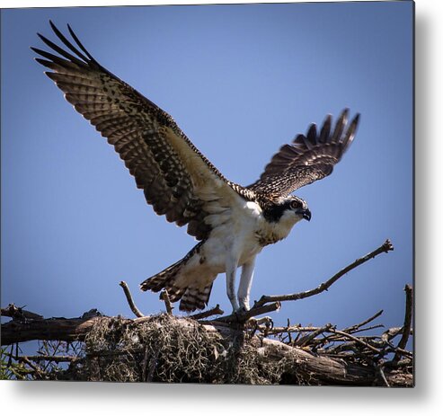 Osprey Metal Print featuring the photograph Osprey in Nest Ready to Fly by Gregory Daley MPSA