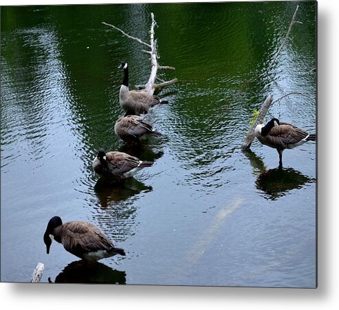 Outcast Metal Print featuring the photograph Outcast by Laureen Murtha Menzl