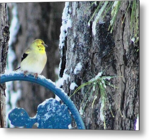 Winter Metal Print featuring the photograph Outside my Window by Norma Brock