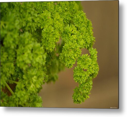 Overwintered Parsley Metal Print featuring the photograph Overwintered Parsley by Maria Urso
