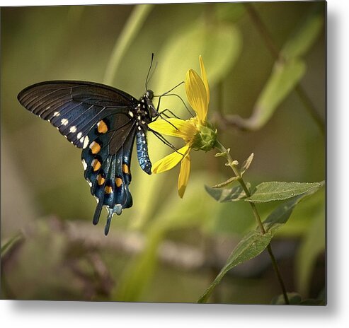 Butterfly Metal Print featuring the photograph Ozark Spicebush Swallowtail on Sunflower by Michael Dougherty