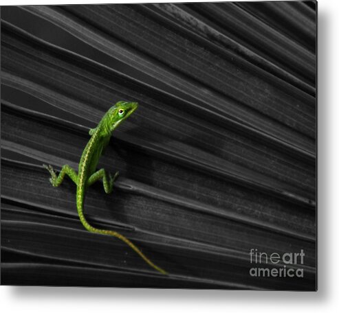 Anole Metal Print featuring the photograph Palm Leaf Lizard by Deborah Smith