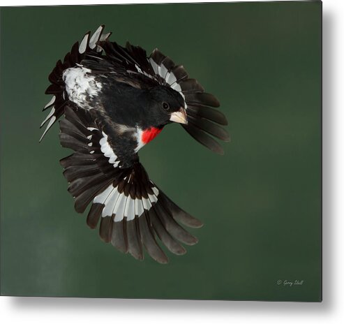 Nature Metal Print featuring the photograph Papa Rosie's Glamour Shoot by Gerry Sibell