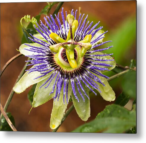 Passion Flower Metal Print featuring the photograph Passion Flower by Patricia Schaefer