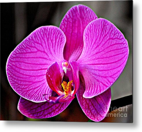 Orchid Metal Print featuring the photograph Passion II by Nona Kumah