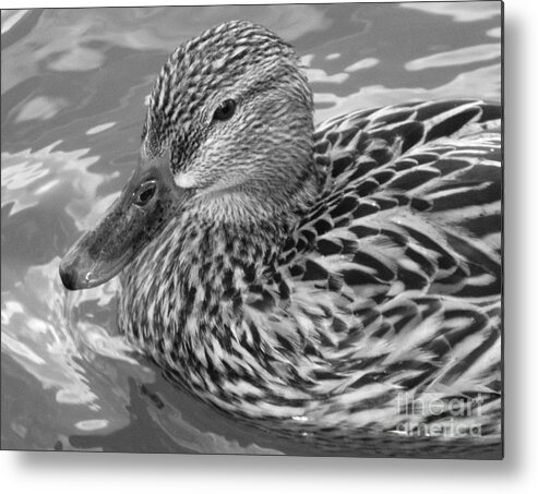 Peaceful Swim At The Tidal Basin Metal Print featuring the photograph Peaceful Swim At The Tidal Basin by Emmy Vickers