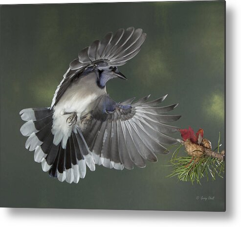 Nature Metal Print featuring the photograph Peekaboo by Gerry Sibell