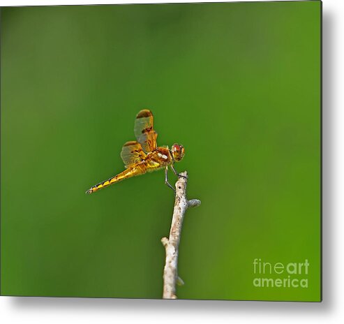 Dragonfly Metal Print featuring the photograph Perfect Painted by Al Powell Photography USA