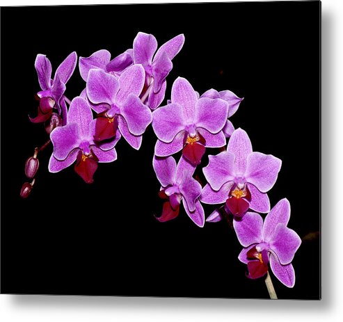 Orchid Metal Print featuring the photograph Phalaenopsis by Carol Erikson