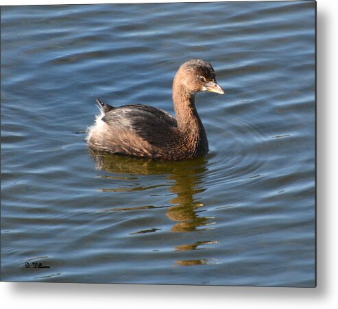 Grebe Metal Print featuring the photograph Pied Billed Grebe by Dan Williams