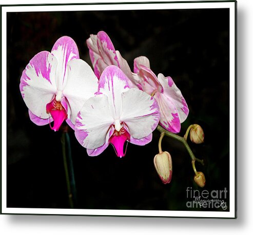 Flora Metal Print featuring the photograph Pink and White Orchids by Mariarosa Rockefeller