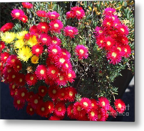 Pink Yellow Starburst Flowers Blooms Floral Landscape Metal Print featuring the photograph Pink and yellow wildflowers by Denise Cicchella