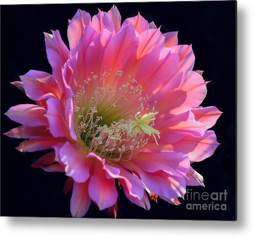 Pink Cactus Flower Metal Print featuring the photograph Pink Night Blooming Cactus Flower by Tamara Becker