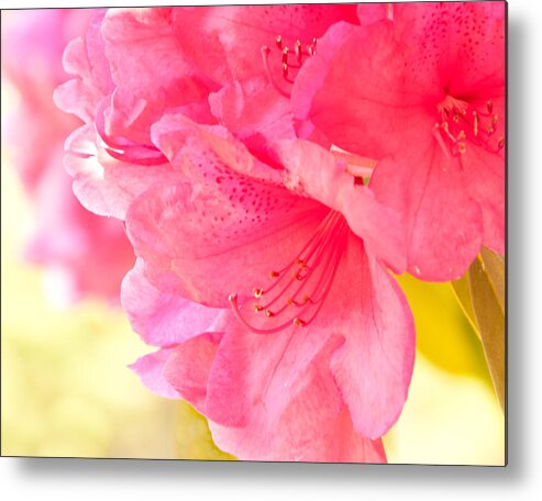 Oregon Metal Print featuring the photograph Pink by Roberta Kayne