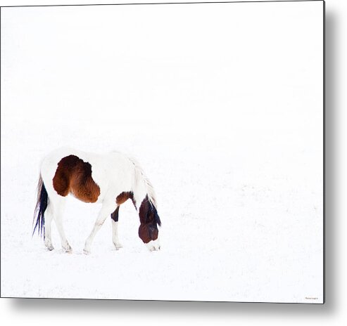 Small Horse Metal Print featuring the photograph Pinto Pony by Theresa Tahara