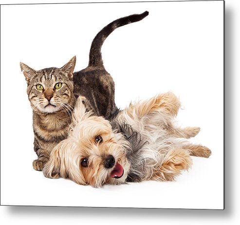 Cat Metal Print featuring the photograph Playful Dog and Cat Laying Together by Good Focused