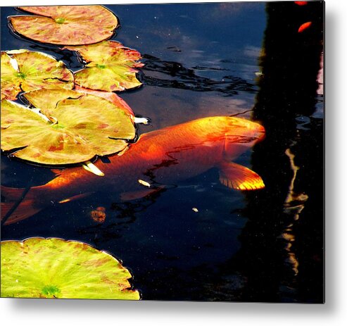 Koi Fish Metal Print featuring the photograph Playing Koi by Kim Bemis