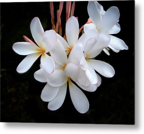 Penny Lisowski Metal Print featuring the photograph Plumeria by Penny Lisowski