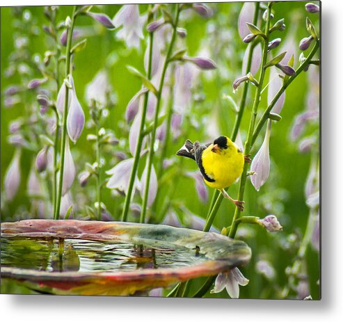 Bird Metal Print featuring the photograph Poolside Perch by Bill Pevlor