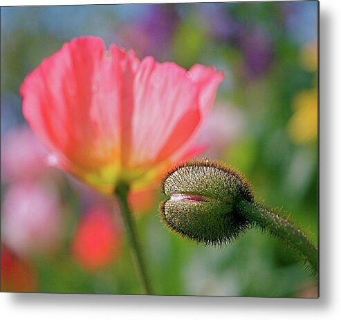 Poppies Metal Print featuring the photograph Poppy in Waiting by Rona Black