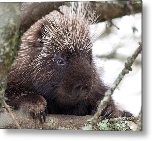 Porcupine Metal Print featuring the photograph Porky by Sue Cullumber