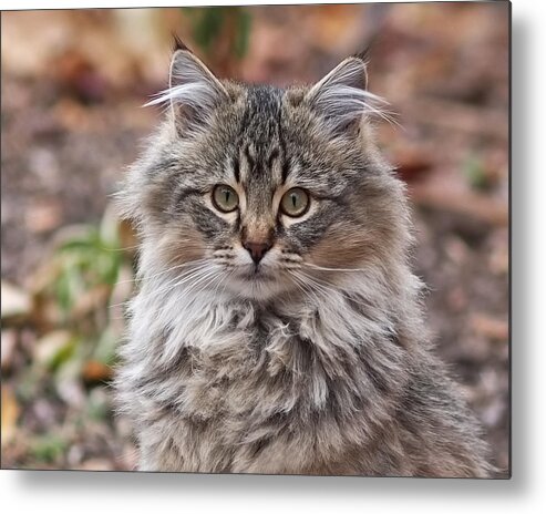  Metal Print featuring the photograph Portrait of a Maine Coon Kitten by Rona Black