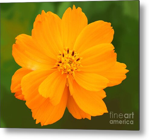 Flora Metal Print featuring the photograph Pretty in Orange by Mariarosa Rockefeller